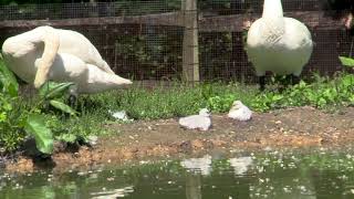 Not at All Ugly Trumpeter Swan Cygnets Hatch at Maryland Zoo