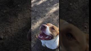 Urgent Toby Ambd 109937 Ramona Humane Society Video 2