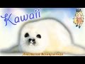 Самое милое видео/KAWAII/The cutest video EVER!