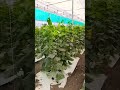 Poli house farming #virlreels #polihouse #malloding #cucumberfarming #VegetableGarden #khira #shorts