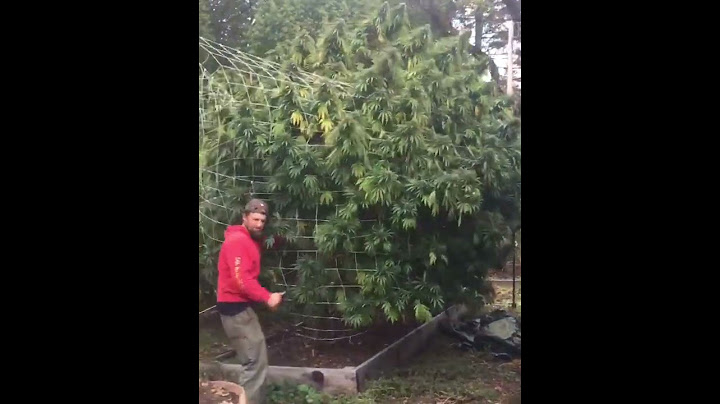 SUN GROWN CANNABIS TREE WITH GIANT BUDS @stickyfields