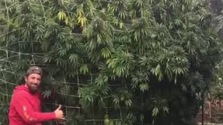 ONE OF THE WORLDS BIGGEST CANNABIS TREE EVER GIANT BUDS