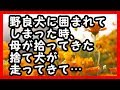 感動 - 野良犬に囲まれてしまった時、母が拾ってきた誰にも懐かないトイプードルが走ってきて… 感動する話 武勇伝