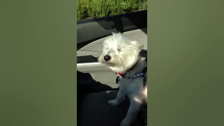 #westie #daftpunk