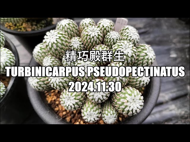 精巧殿群生 Turbinicarpus pseudopectinatus 2024 11 30 - YouTube
