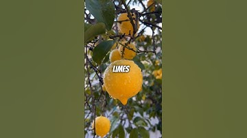 Did you know Lemons Float, but Limes Sink - A Citrus Conundrum?