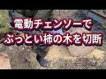 直径40cm以上ある柿の木を電動チェンソーで切断できるか挑戦してみました!SENMIAO(センミオ)レビュー