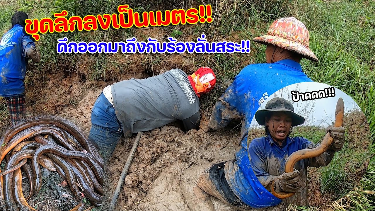 ขุดลึกลงเป็นเมตร!! ดึกออกมาถึงกับร้องลั่นสระ!! แทงปลาไหลท่ามกลางสายฝน