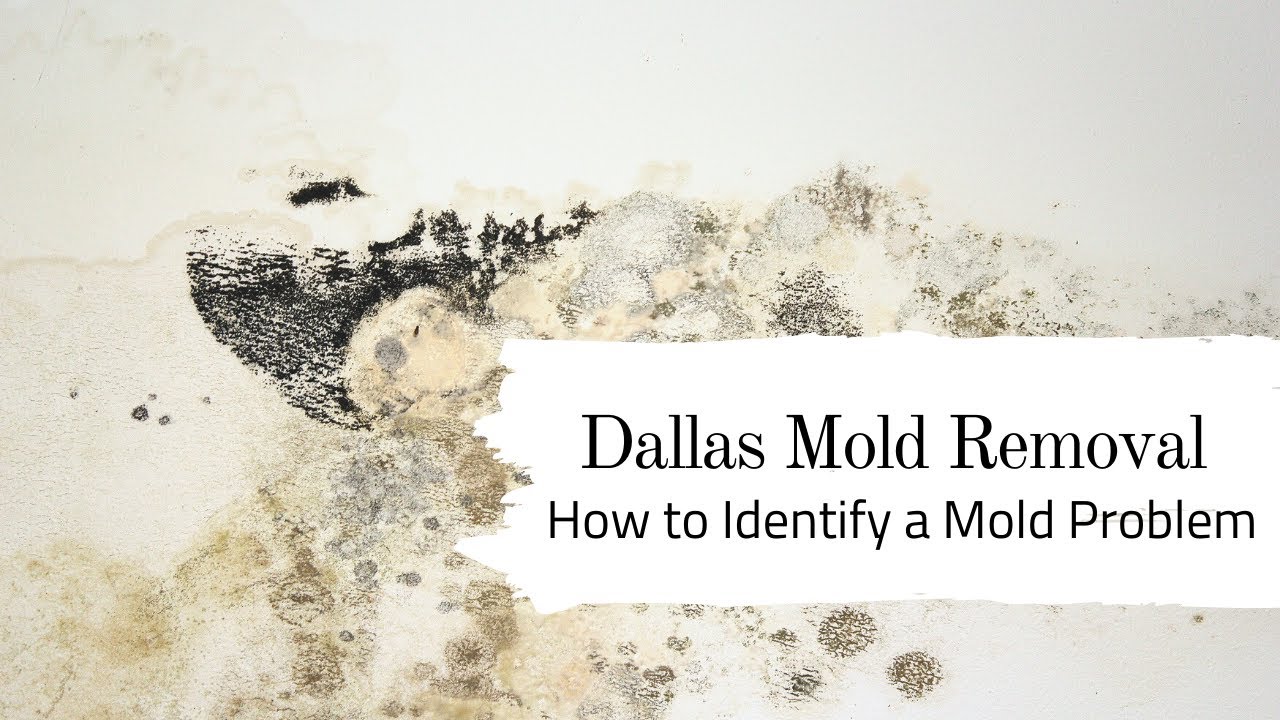 Dallas Mold Removal How to Identify a Mold Problem YouTube
