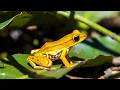 The Last Glow: The Story of the Panamanian Golden Frog
