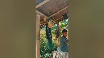 si bolang  bocah petualang!..