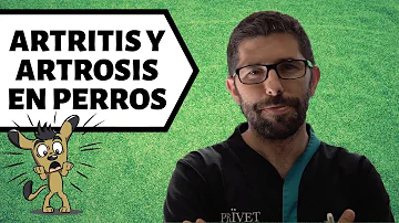 ¿Hay que sacar a pasear a un perro con artritis?