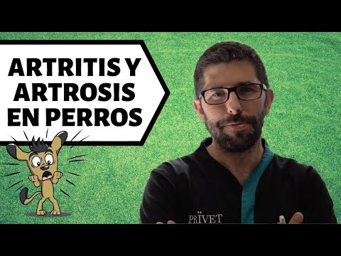 Video: Artritis En Perros Y Gatos: Reconocer Los Signos De La Artritis, Tratar La Artritis