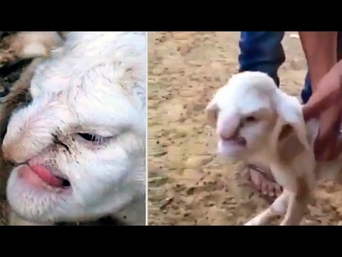 ¡Nace animal con cara de HUMANO! - YouTube