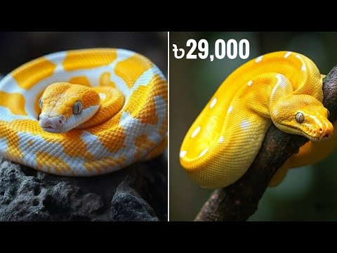 অজগর সাপের দাম কত? Python Snake Price in BD & India. Ball Python price