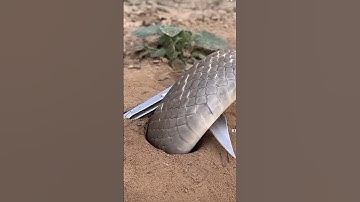 Đặt bẫy rắn độc lạ Bình Dương và cái kết không ngờ