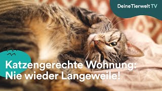 Katzengerechte Wohnung: Nie wieder Langeweile!