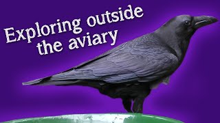 Fable the Raven | Exploring Outside