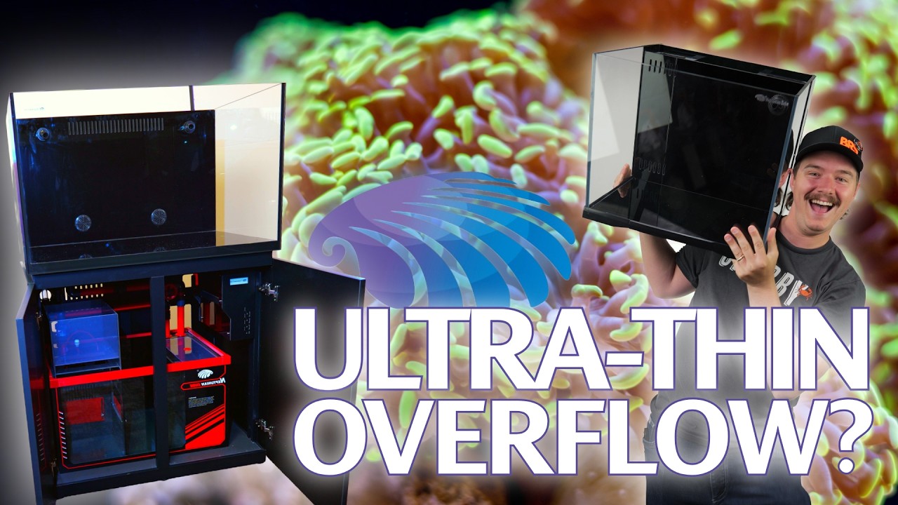 How Many Features CAN Neptunian Cube Pack into their Aquariums?