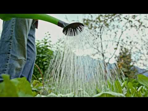 Video: Att Vattna Jordgubbar Med Kallt Vatten: är Det Möjligt Att Vattna Blommande Och Andra Jordgubbar Med Vatten Från En Brunn, Från En Brunn Och Från En Kran?