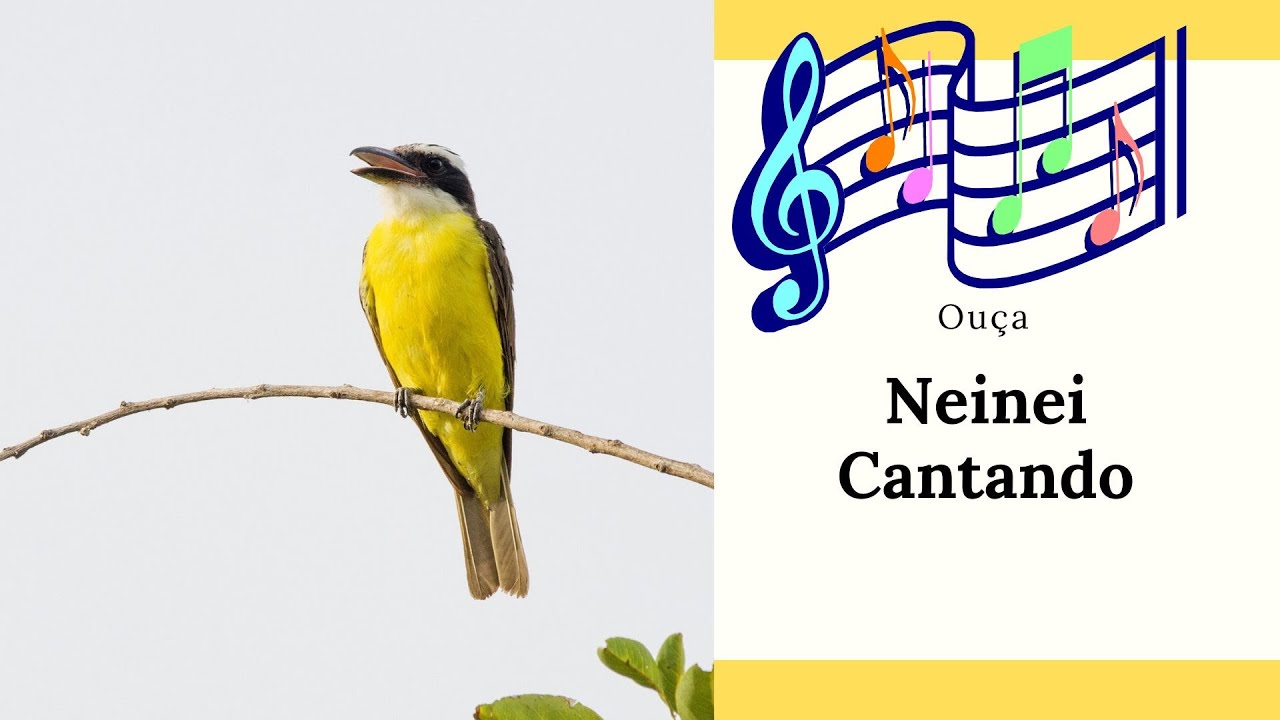 CANTO DO NEINEI