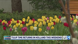 Tulip Time returns in Holland this weekend