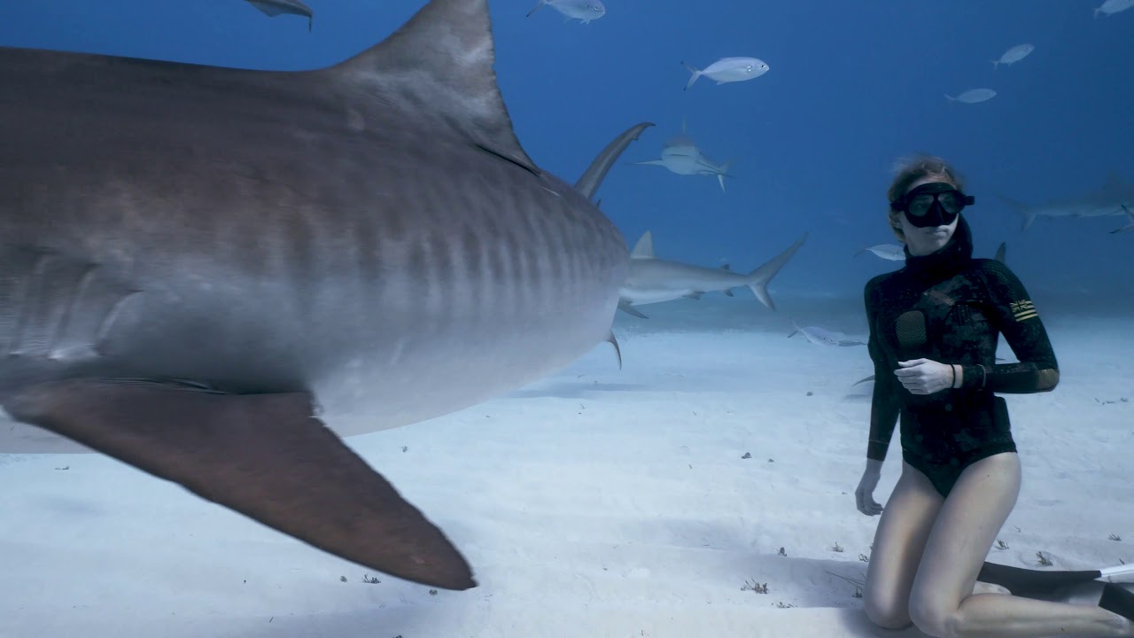 Правда что акулы боятся пузырьков. Дайверы встреча с акулой. Длиннокрылая акула опасность для человека.