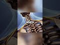 The Jaw-Body Connection Revealed
