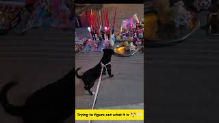 Puppy Meets a Toy Dog for the First Time 😳🐶#shorts #dogreaction #puppyshorts #funnypuppy #viraldog
