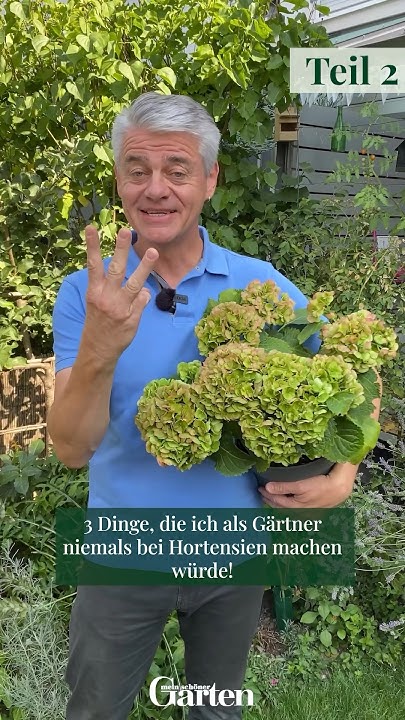 TEIL 2 🌼 3 Dinge, die ich als Gärtner bei Hortensien niemals machen