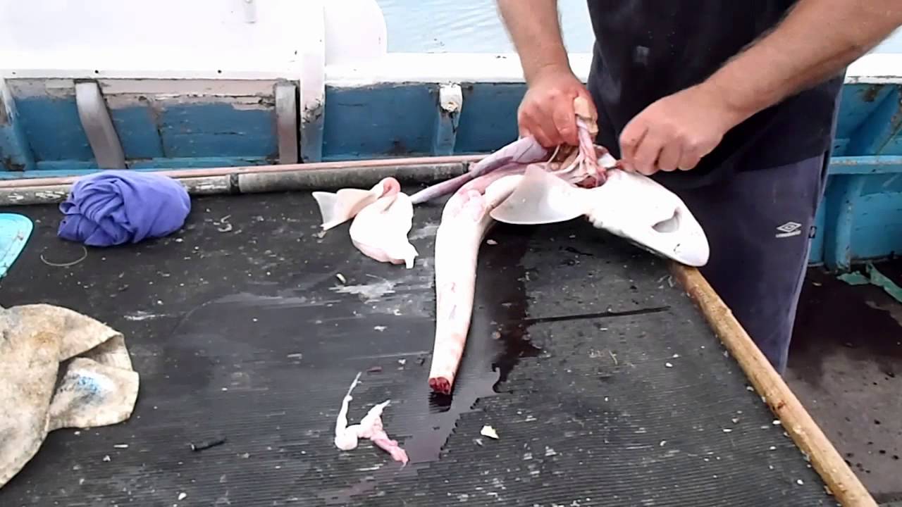 Cooking Fish: Skinning A Smoothound / Dogfish / Gummy Shark Ready For  Cooking And Eating - Youtube