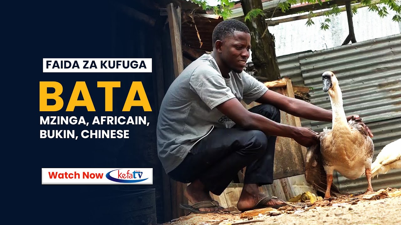#JIAJIRI KUPITIA UFUGAJI HUU | BATA AFRICAIN | BATA CHINESE | BATA BUKINI | BATA MZINGA