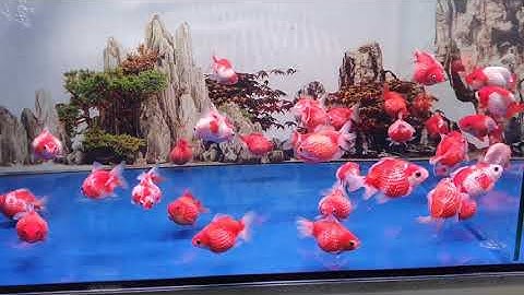 Cá Ping Pong Size Trái Chanh Cực Kỳ Đáng Yêu