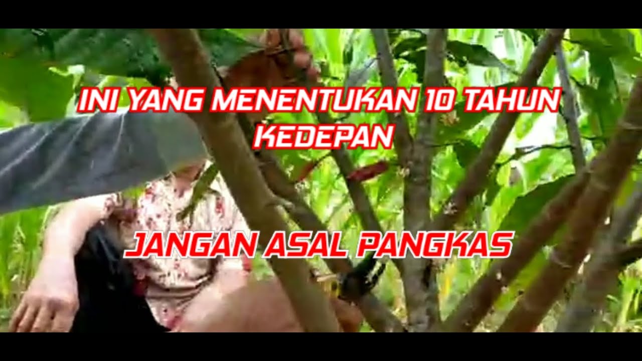 PEMANGKASAN PEMBENTUKAN CABANG KAKAO