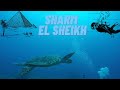 Sharm El Sheikh Diving / Şarm El Şeyh Dalış