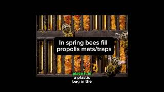 Beekeeper Tips- how to collect propolis to sell