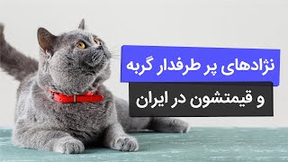 هشت نژاد گربه محبوب در ایران (معرفی و قیمت اونا)