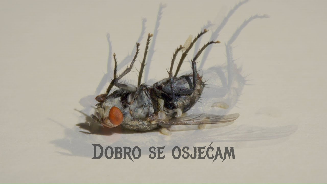Majke - Dobro se osjećam (Official lyric video)