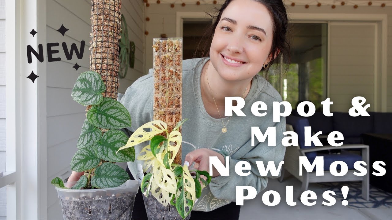 Repot and Make New Poles with Me! | Adding Monstera Dubia and Variegated Adansonii to a Moss Pole