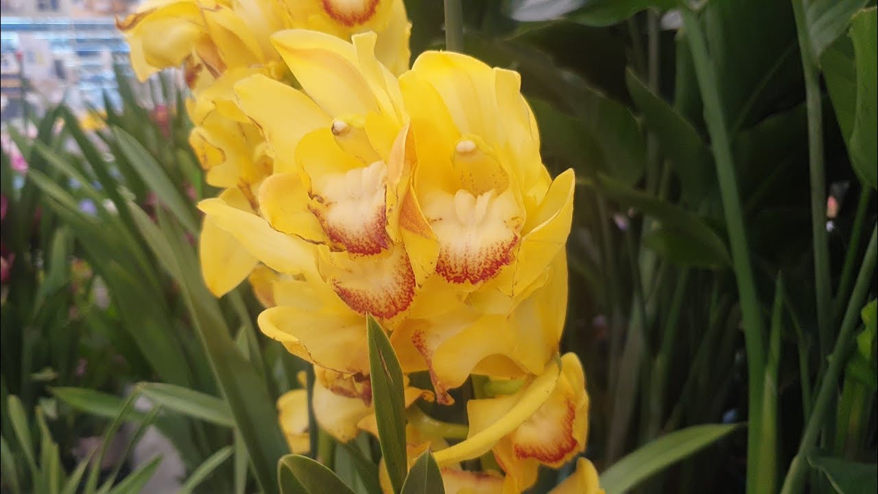 27.02.2026г. Предпраздничная поставка орхидей в Лемана Про.