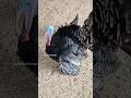 Turkey 🦃#shorts #ytshorts #turkey #nature