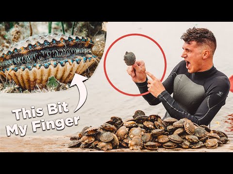 Video: Scallop - shellfish thiab delicacy