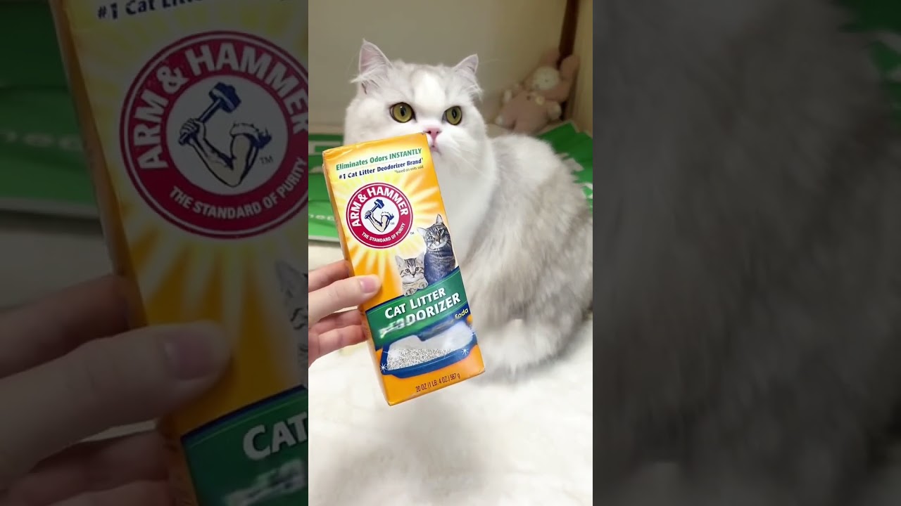 This One Trick Made My Litter Box Smell So Much Better! 😻🌿 ニオイ対策におすすめ！ #catlitter #catlover #petcare