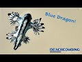 Beachcombing  blue dragon