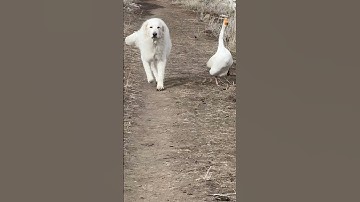 Goose Patrols With Guardian Dog || ViralHog