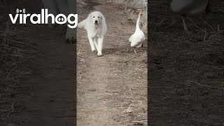 Goose Patrols With Guardian Dog || ViralHog