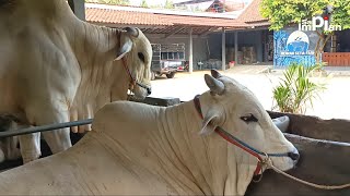 Download Lagu Terbaru !! Setia Farm Menggila !! Hampir Semuanya Sudah Sold Untuk Qurban 2026 !! MP3 Download Lagu Terbaru !! Setia Farm Menggila !! Hampir Semuanya Sudah Sold Untuk Qurban 2026 !! MP3