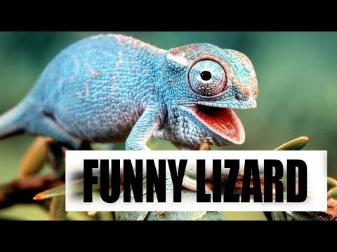 funny-and-cute-lizard/-reptile-|-try-not-to-laugh-video-2018