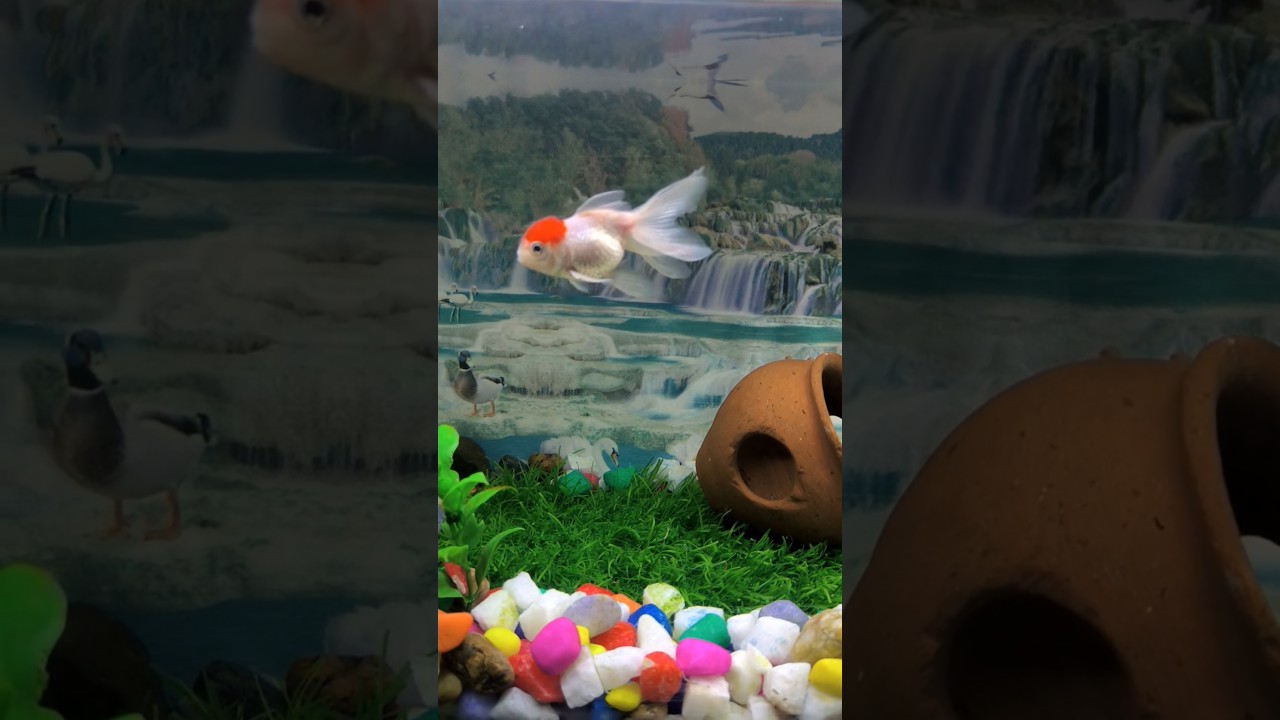 A mini paradise for Red Cap Oranda Gold Fish 