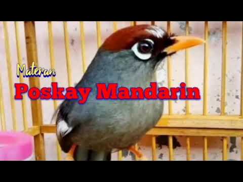 Poskay Mandarin